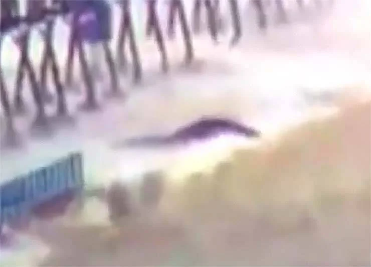 a misteriosa criatura aparece no lago Michigan durante uma tempestade a misteriosa criatura aparece no lago Michigan durante uma tempestade