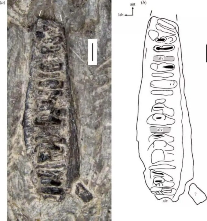 Osso mascellare superiore di Rutiotomodon tytthos.  Sulla base delle analisi effettuate su questo fossile, i ricercatori sono riusciti a descrivere una nuova specie.