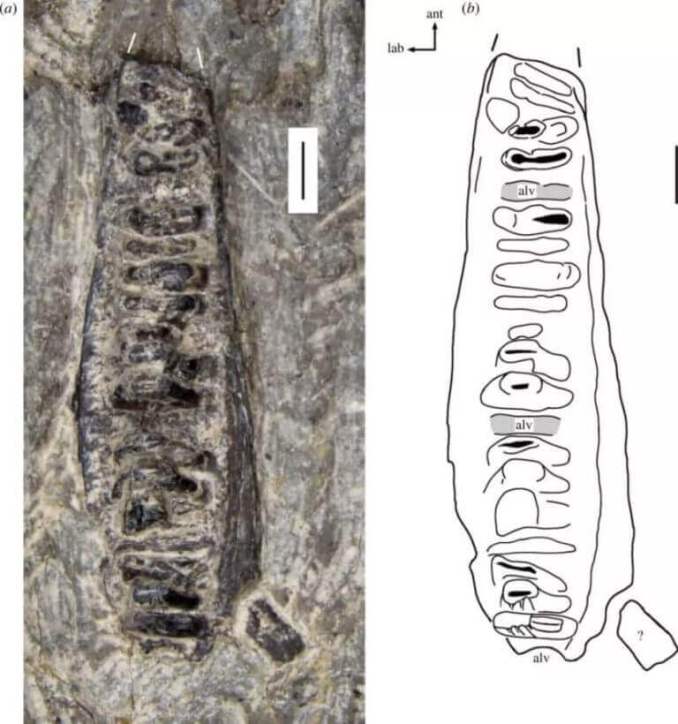 Osso mascellare superiore di Rutiotomodon tytthos.  Sulla base delle analisi effettuate su questo fossile, i ricercatori sono riusciti a descrivere una nuova specie.