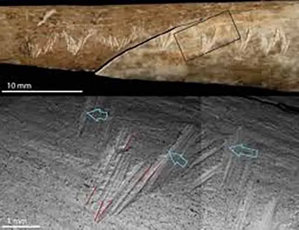 Cientistas ficam intrigados com misteriosas marcas deixadas em ossos humanos por canibais