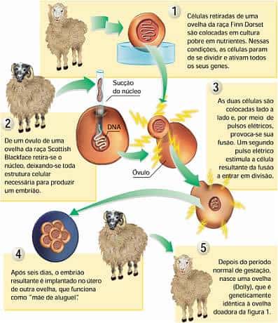 A primeira ovelha clonada