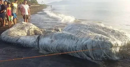 Misteriosa criatura peluda é encontrada em uma praia nas Filipinas