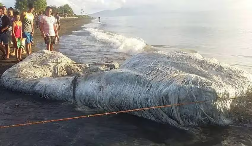 Imagem misteriosa criatura peluda é encontrada em uma praia nas Filipinas