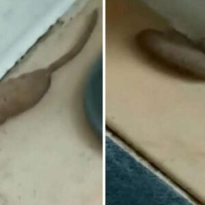 Britânica horrorizada ao descobrir uma estranha criatura meio verme metade rato na varanda de sua casa