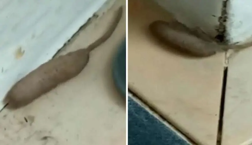 Britânica horrorizada ao descobrir uma estranha criatura meio verme metade rato na varanda de sua casa