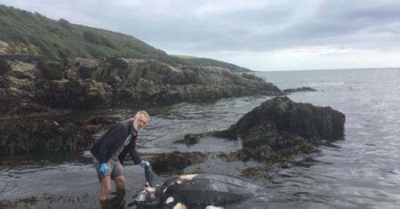 Tartaruga “caveira” é encontrada em uma praia no Reino Unido