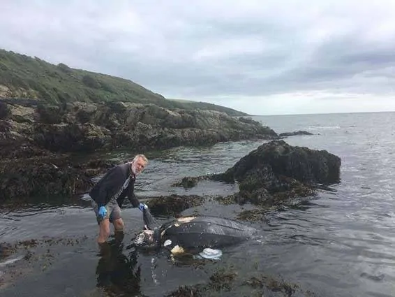 Tartaruga “caveira” é encontrada em uma praia no Reino Unido
