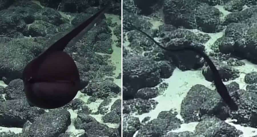 Esquerda: A enguia gulper inflada - Direita: A enguia gulper depois de se esvaziar