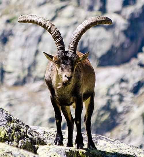 ibex pirenaico