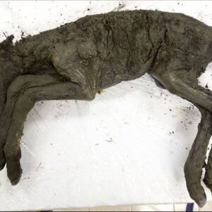 Encontrado fóssil cavalo extinto há mais de 40.000 anos