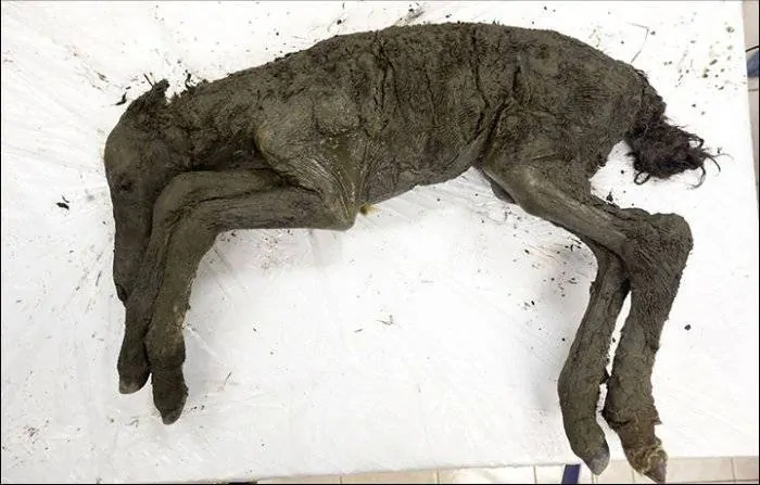 Encontrado fóssil cavalo extinto há mais de 40.000 anos