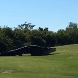 Jacaré gigante é visto em campo de golfe nos Estados Unidos