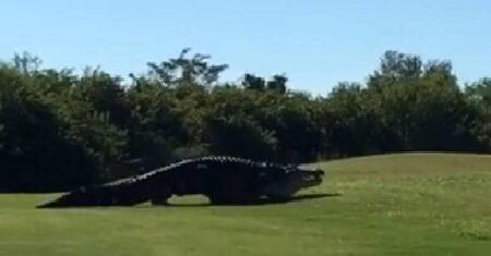 Jacaré gigante é visto em campo de golfe nos Estados Unidos