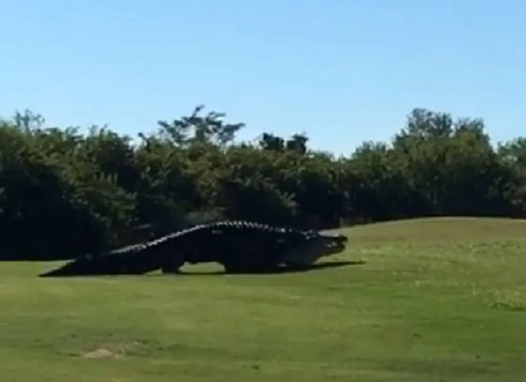 Jacaré gigante é visto em campo de golfe nos Estados Unidos