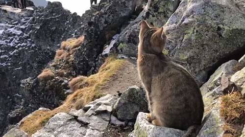 No entanto, o gato mudou sua atitude e se aproximou de Jabczynski assim que pegou um pedaço de queijo de sua mochila, relata o Daily Mail. Quando se pergunta como o gato veio parar naquele lugar, Jabczynski disse que não tinha certeza, mas supôs que poderia ter vindo de uma cabine de turistas no lado eslovaco da montanha. Alguns usuários estavam preocupados com o destino do gato, enquanto outros o comparavam a um cabrito montês. O que podemos dizer é que os gatos são animais tão surpreendentes quanto imprevisíveis, mais uma vez demonstraram isso.