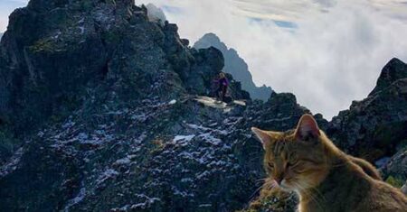 Alpinista atinge o topo do pico mais alto da Polônia e encontra um gato sentado confortavelmente