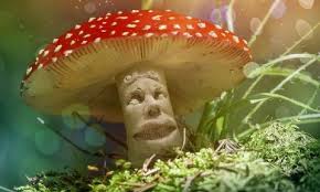cogumelos mágicos da Sibéria