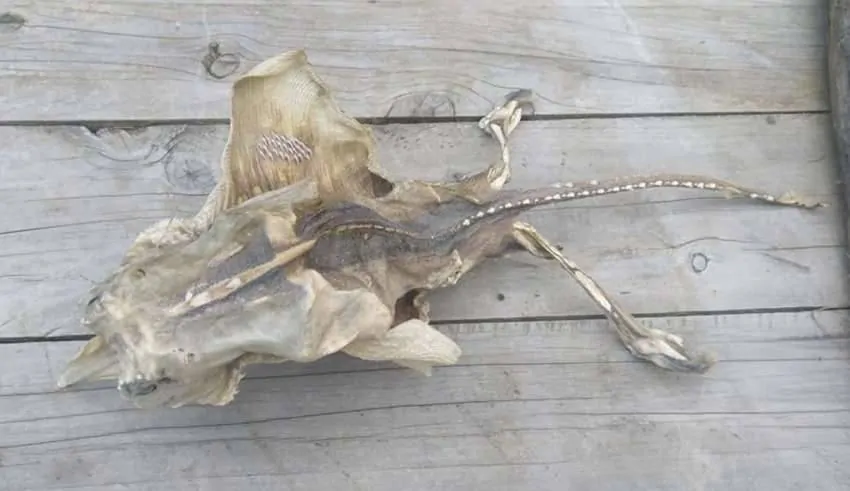 Misterioso esqueleto de criatura encontrado em uma praia na Nova Zelândia