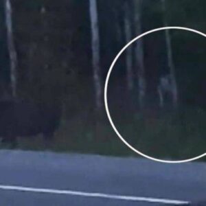 Uma misteriosa criatura foi fotografada; seria o Chupacabra?