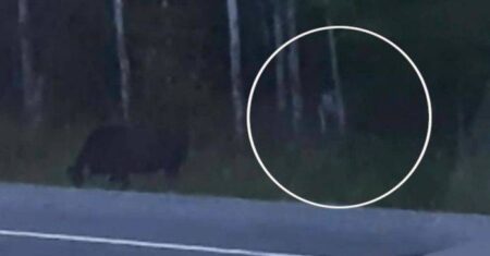 Uma misteriosa criatura foi fotografada; seria o Chupacabra?