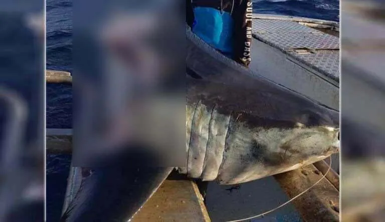 Encontram um enorme tubarão com a cabeça mordida por um animal ainda maior na costa da Austrália
