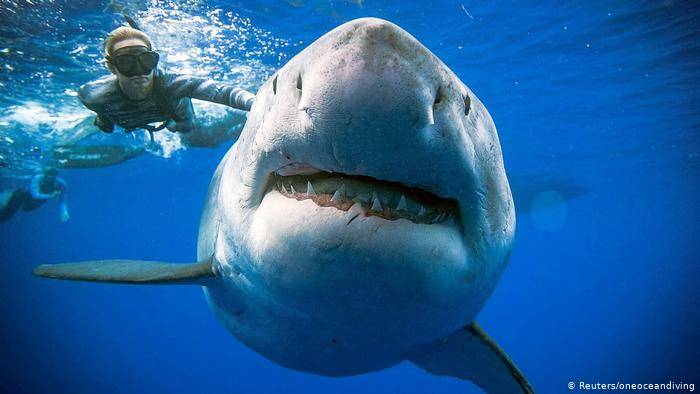 Mergulhadora nadando com um tubarão