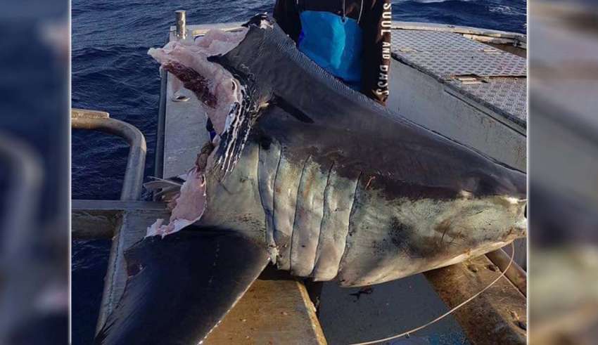 Encontram um enorme tubarão com uma cabeça mordida por um animal ainda maior ao largo da costa da Austrália