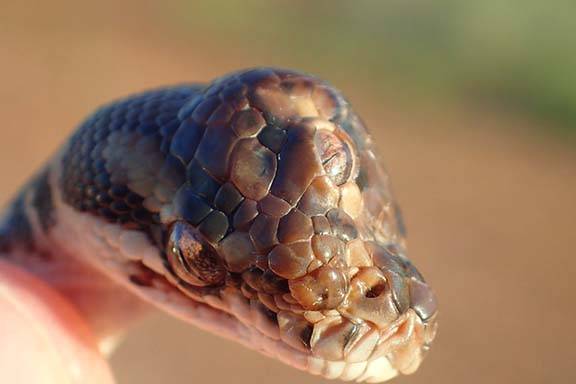 Cobra de três olhos rara