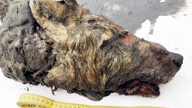 Cabeça de lobo foi encontrada por caçadores na Sibéria