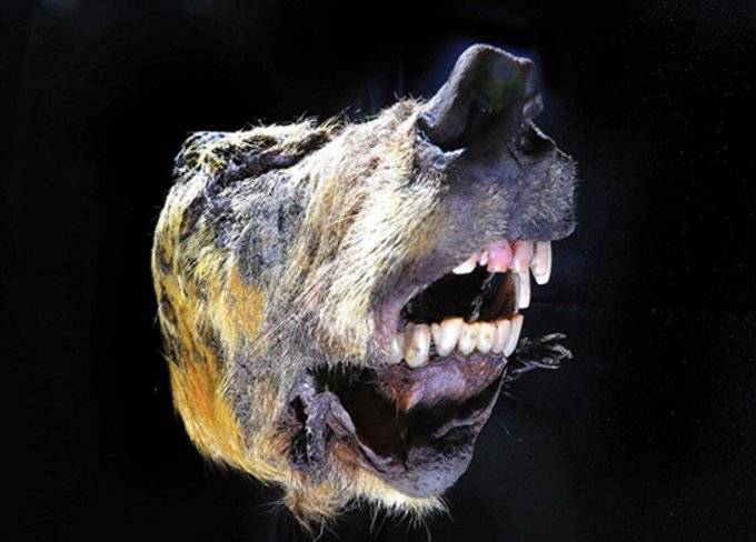 cabeça de um lobo gigante encontrada na Sibéria