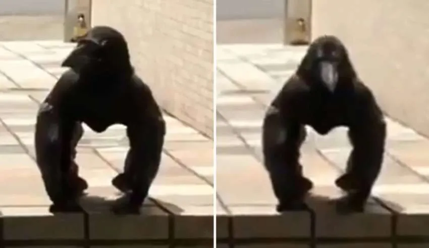 Vídeo mostra uma estranha criatura meio corvo meio gorila no Japão
