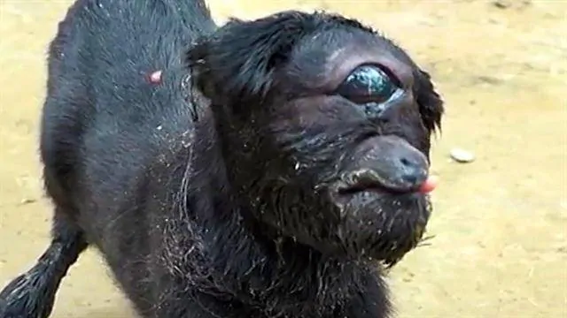 A Cabra Cyclops existe e vive na Índia
