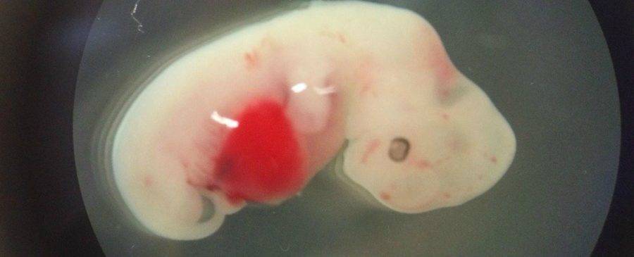 Japão aprova experimentos híbridos entre humanos e animais usando células-tronco