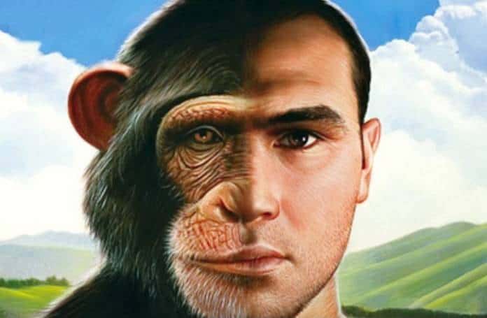 hibrido-humano-macaco