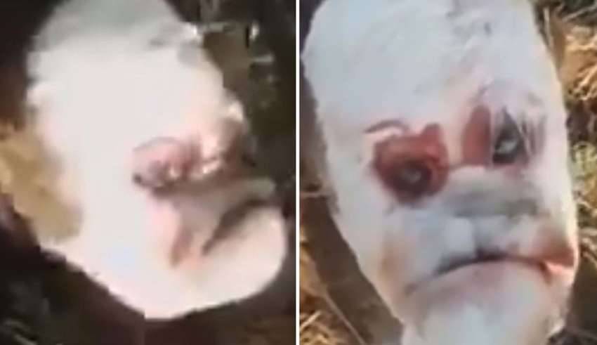 Bezerro mutante de rosto humano - Nasce na Argentina um bezerro mutante com 'rosto humano'