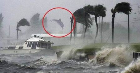 Imagens mostram golfinhos “voando” durante passagem de furacão | São Verdadeiras?