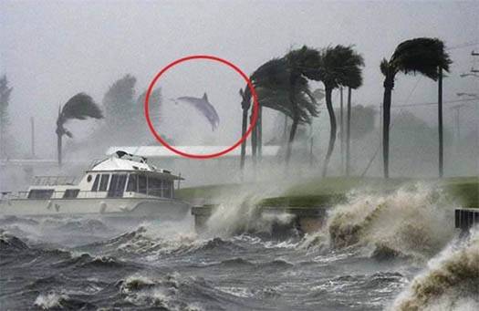 Foto mostra suposto golfinho sendo arremessado em razão da força do Dorian – Reprodução Facebook