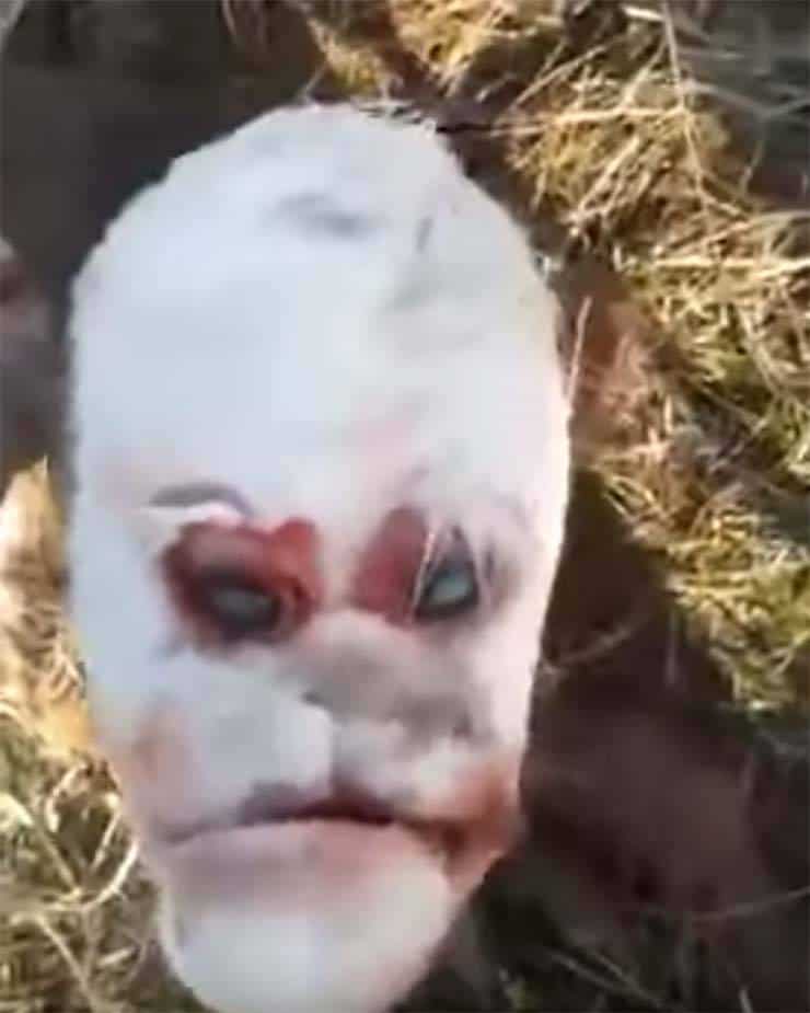 nasce na Argentina um bezerro mutante com 'rosto humano'