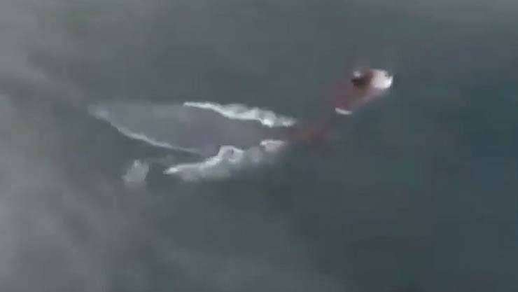 Pescadores aterrorizados com a presença de uma estranha criatura aquática na Tailândia