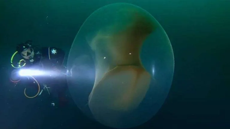 Mergulhadores descobrem uma esfera translúcida que abriga milhares de filhotes de lula