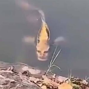 Vídeo mostra uma carpa com rosto humano em um lago na China