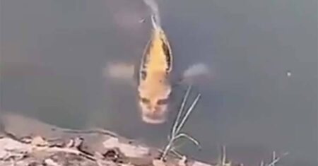 Vídeo mostra uma carpa com rosto humano em um lago na China