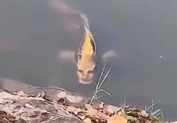 Vídeo mostra uma carpa com rosto humano em um lago na China