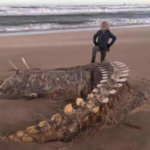 Um enorme e misterioso esqueleto aparece após uma tempestade em uma praia escocesa