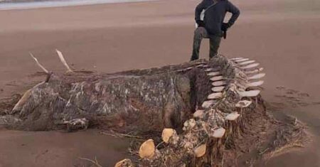 Um enorme e misterioso esqueleto aparece após uma tempestade em uma praia escocesa