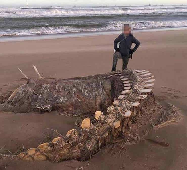 -Um enorme e misterioso esqueleto aparece após uma tempestade em uma praia escocesa