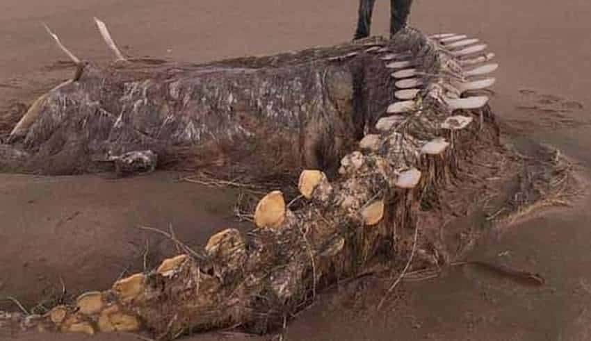 Um enorme e misterioso esqueleto aparece após uma tempestade em uma praia escocesa