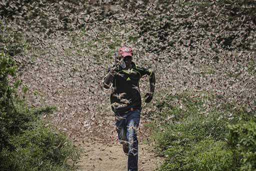 gafanhotos bíblicos na África