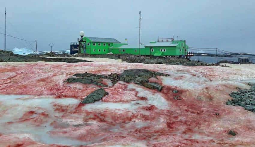 A neve da antártica se torna vermelha como sangue outro sinal apocalíptico