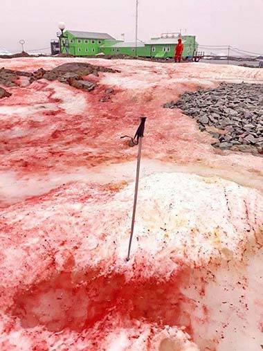 A neve da antártica se torna vermelha como sangue outro sinal apocalíptico